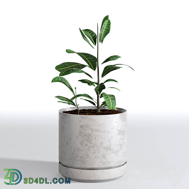 Indoor Plants Collection Set 03 3D Models