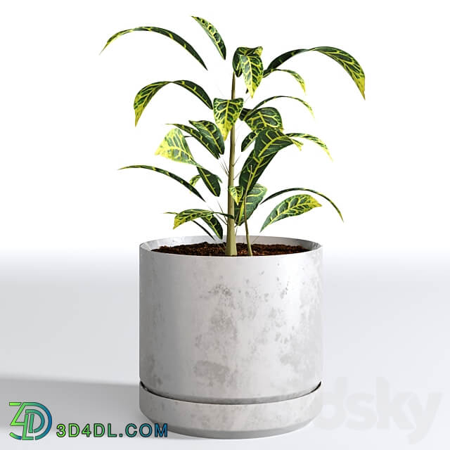 Indoor Plants Collection Set 03 3D Models