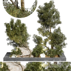 Outdoor Plant 65 3D Models 