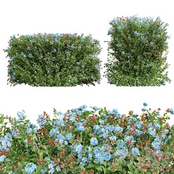 New Plant Ceratostigma Plumbaginoides Bleiwurz Box 3D Models 