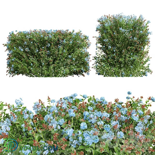 New Plant Ceratostigma Plumbaginoides Bleiwurz Box 3D Models