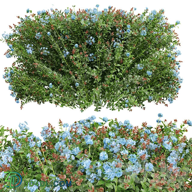 New Plant Ceratostigma Plumbaginoides Bleiwurz Box 3D Models