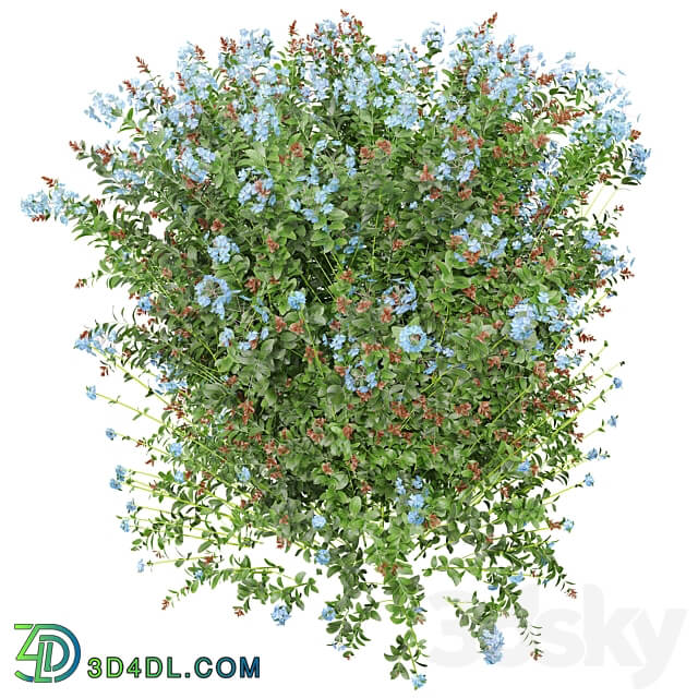 New Plant Ceratostigma Plumbaginoides Bleiwurz Box 3D Models