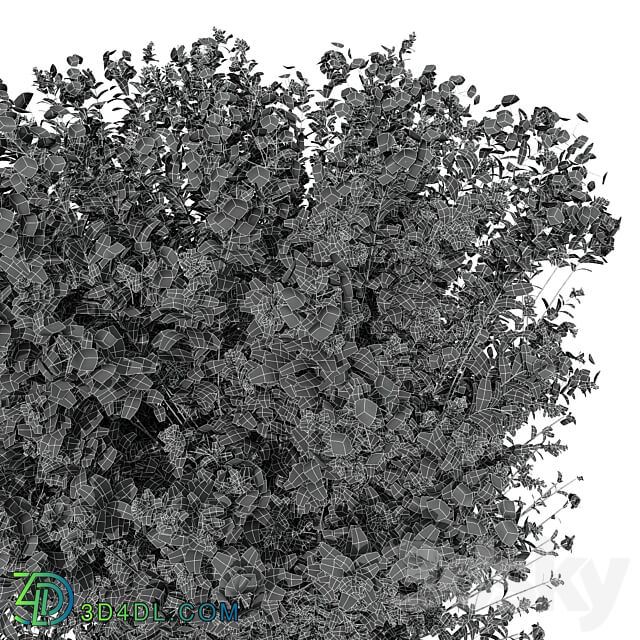 New Plant Ceratostigma Plumbaginoides Bleiwurz Box 3D Models