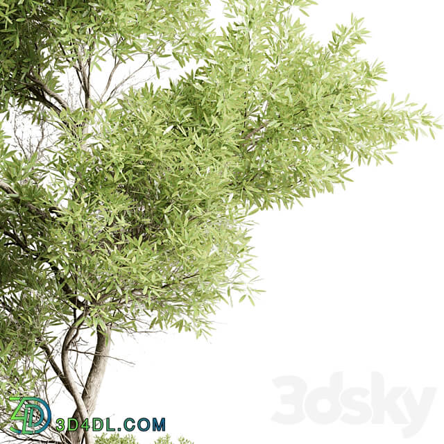 Collection outdoor indoor 85 pot plant tree bush fern the garden pot vray 3D Models