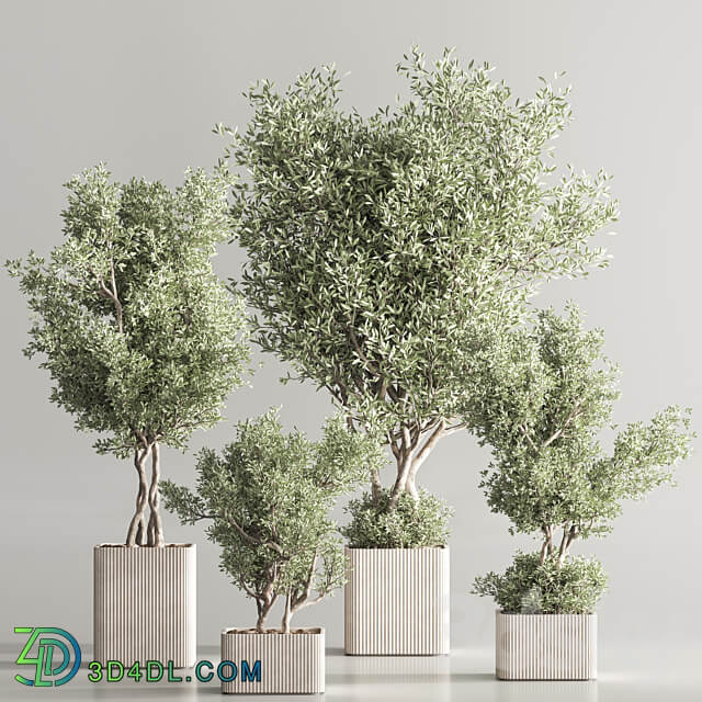 Indoor Plant Set 82 3D Models