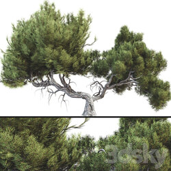 Tree 007 3D Models 