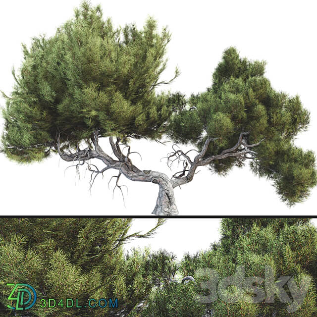 Tree 007 3D Models