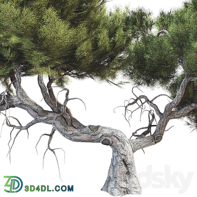 Tree 007 3D Models