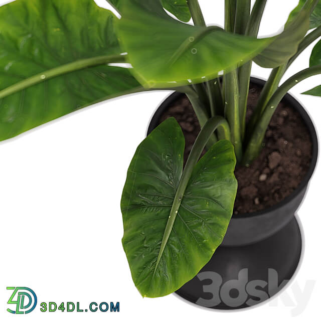 indoor plant set 36 3D Models