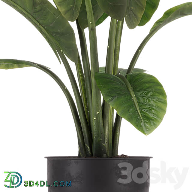 indoor plant set 36 3D Models