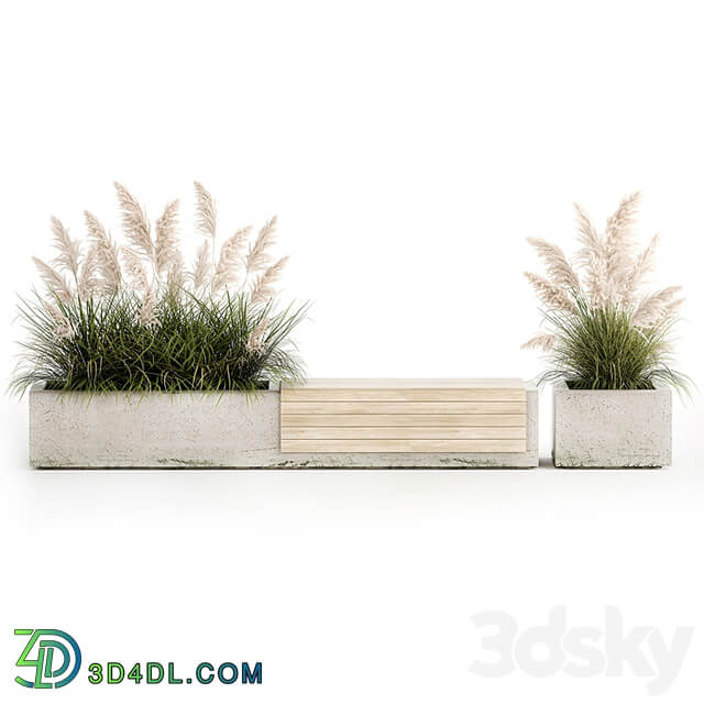 Decorative bench flowerbed for the urban environment and landscape design in a concrete flowerpot with bushes of reeds and white pampas grass, Cortaderia. 1144.