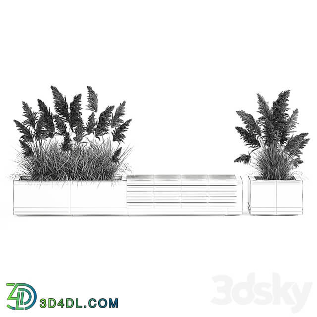 Decorative bench flowerbed for the urban environment and landscape design in a concrete flowerpot with bushes of reeds and white pampas grass, Cortaderia. 1144.