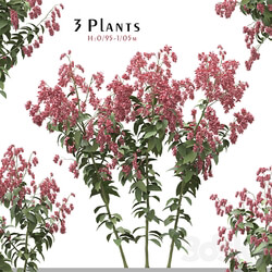 Set of Polygonum Orientale Plant ( Princes Feather ) ( 3 Plants ) 