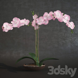 Orchid 3D Models 
