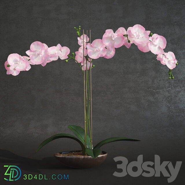 Orchid 3D Models