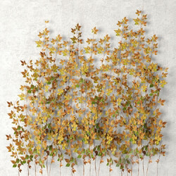 Wall of leaves hanging plants leaf autumn vine leaves 3D Models 