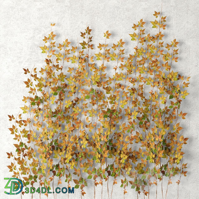 Wall of leaves hanging plants leaf autumn vine leaves 3D Models
