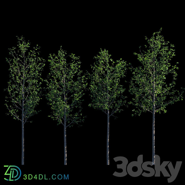 Young trees 3D Models