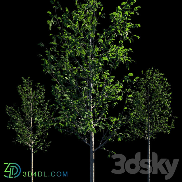 Young trees 3D Models