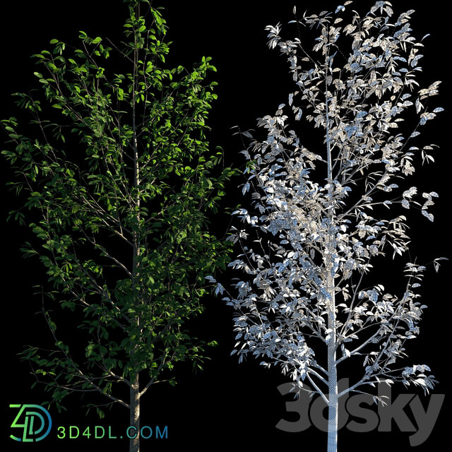 Young trees 3D Models