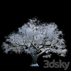 Snow covered trees beech 3D Models 