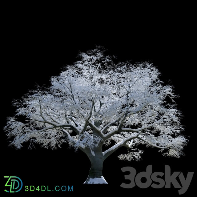 Snow covered trees beech 3D Models