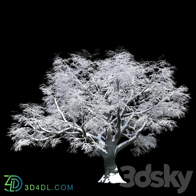 Snow covered trees beech 3D Models