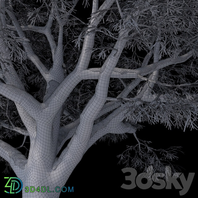 Snow covered trees beech 3D Models