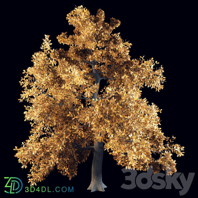 English oak 3D Models