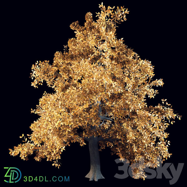 English oak 3D Models