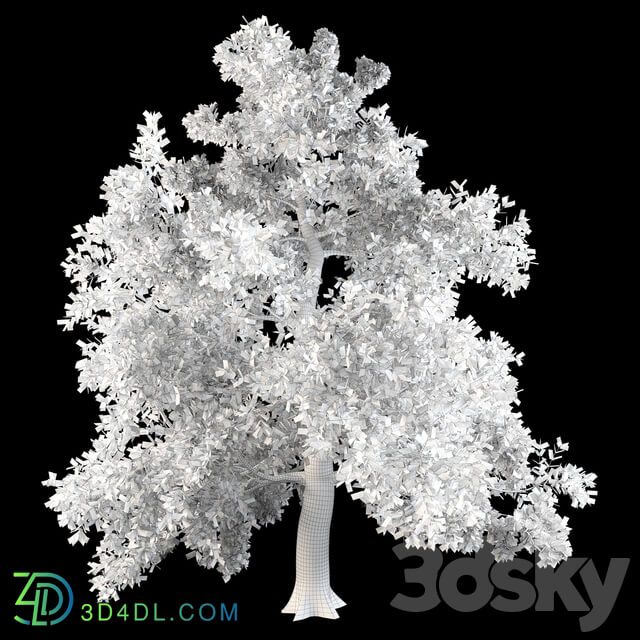 English oak 3D Models