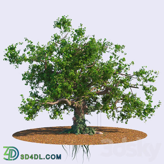 The old oak 3D Models