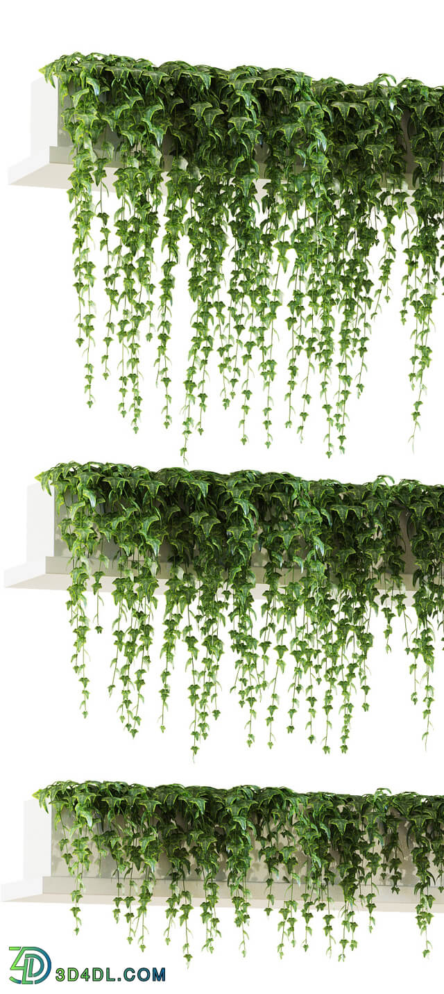 Plant - Ivy for shelves