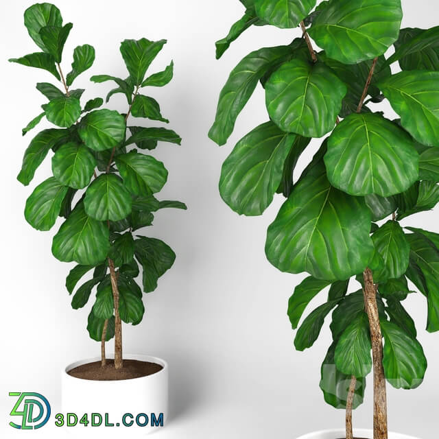 Plant - Fiddle leaf fig tree 3