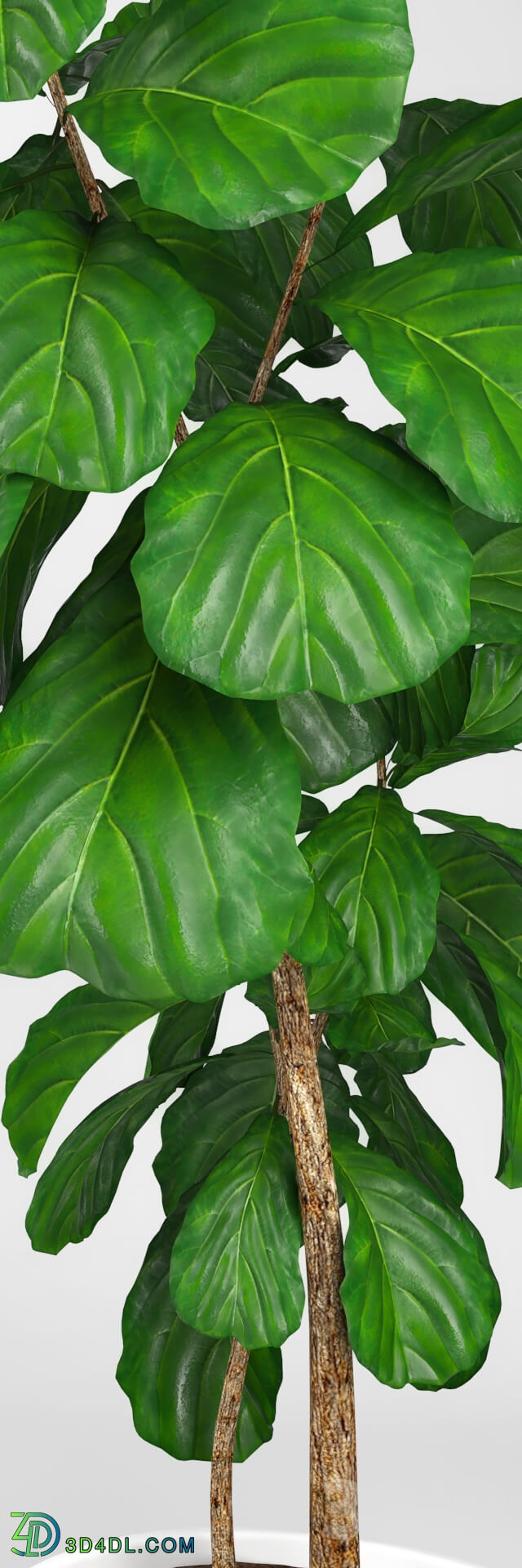 Plant - Fiddle leaf fig tree 3