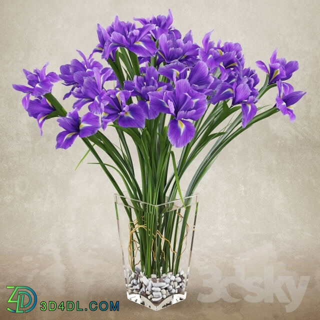 Plant - Irises 2