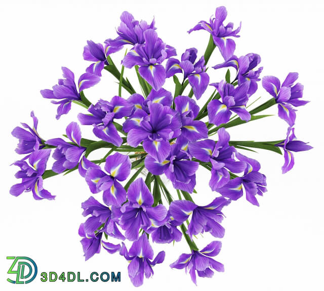Plant - Irises 2
