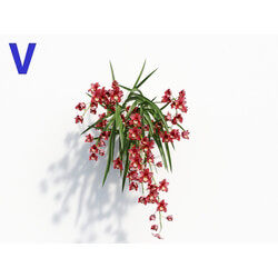 Maxtree-Plants Vol08 Orchid Cymbidium Red 06 