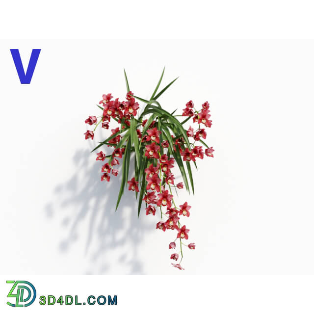 Maxtree-Plants Vol08 Orchid Cymbidium Red 06
