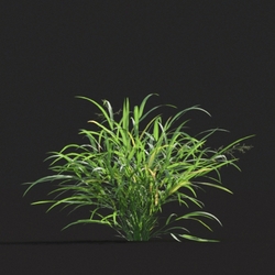 Maxtree-Plants Vol20 Hakonechloa macra 01 05 