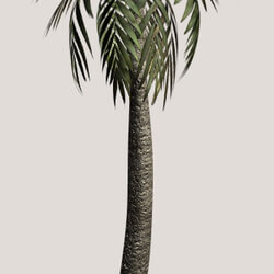 Tropical-Foliage_Palm-Tree-3 