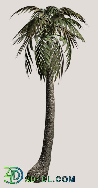 Tropical-Foliage_Palm-Tree-3