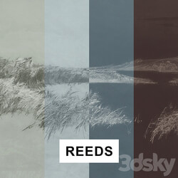 REEDS 