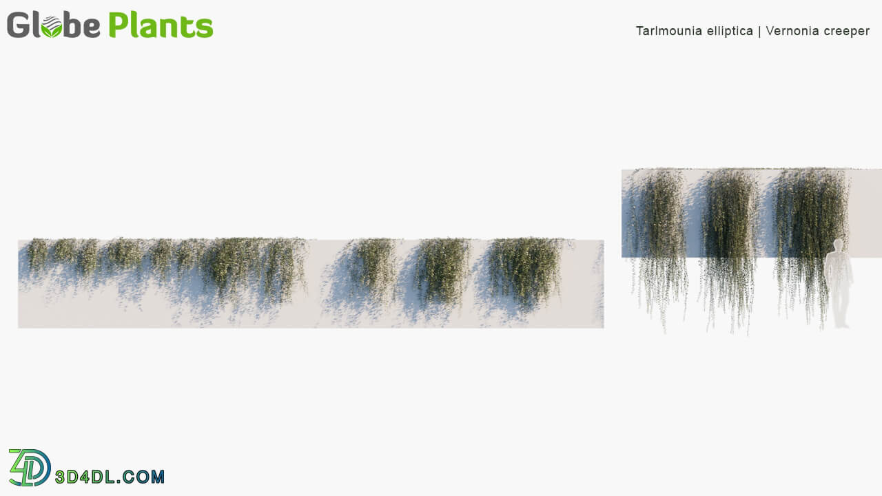 Globe Plants Vol 02 Tarlmounia Elliptica