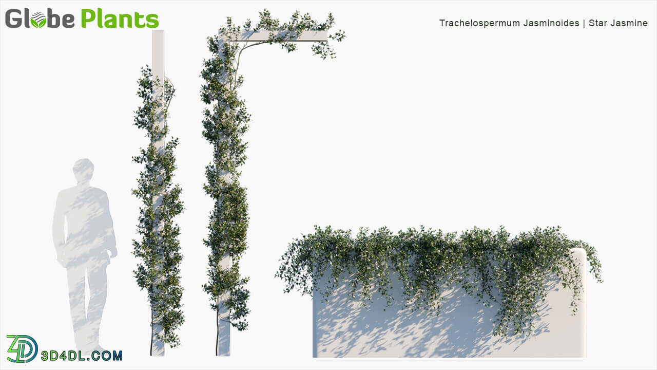 Globe Plants Vol 02 Trachelospermum Jasminoides