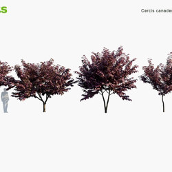 Globe Plants Vol 03 Cercis Canadensis Forest Pansy Redbud 