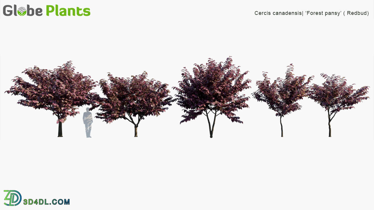 Globe Plants Vol 03 Cercis Canadensis Forest Pansy Redbud