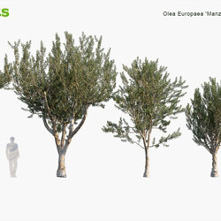 Globe Plants Vol 03 Olive Tree Manzanillo 