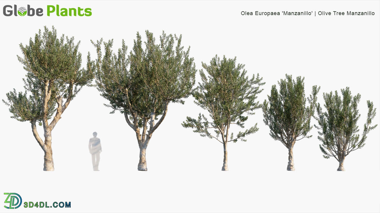 Globe Plants Vol 03 Olive Tree Manzanillo